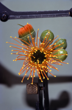 APII jpeg image of Eucalyptus miniata  © contact APII