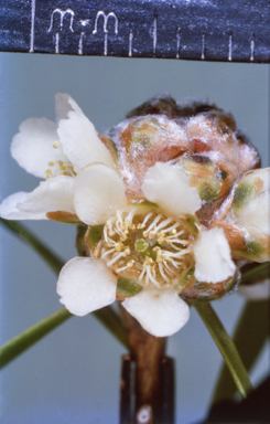 APII jpeg image of Asteromyrtus lysicephala  © contact APII