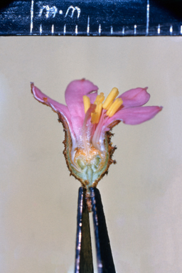 APII jpeg image of Phebalium nottii  © contact APII