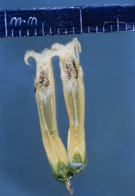 APII jpeg image of Leucopogon  © contact APII