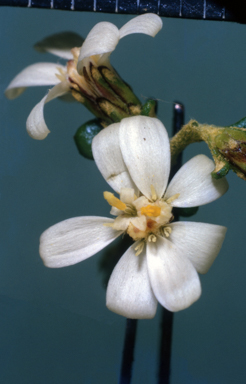 APII jpeg image of Scaevola revoluta  © contact APII