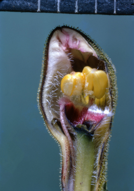 APII jpeg image of Goodenia  © contact APII