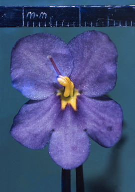 APII jpeg image of Chloanthes parviflora  © contact APII