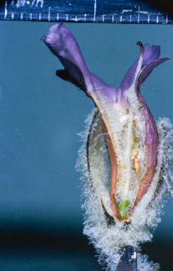 APII jpeg image of Eremophila bowmanii  © contact APII