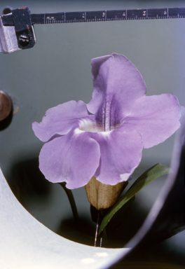 APII jpeg image of Thunbergia grandiflora  © contact APII