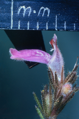APII jpeg image of Rostellularia adscendens  © contact APII