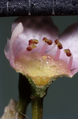 APII jpeg image of Thryptomene saxicola  © contact APII