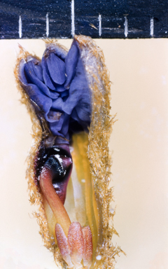 APII jpeg image of Dampiera  © contact APII