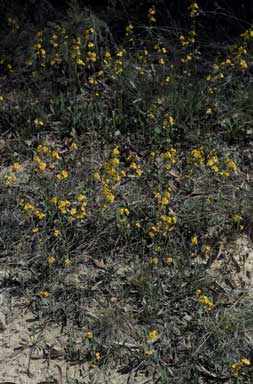 APII jpeg image of Goodenia bellidifolia subsp. bellidifolia  © contact APII