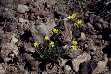 APII jpeg image of Goodenia fascicularis  © contact APII