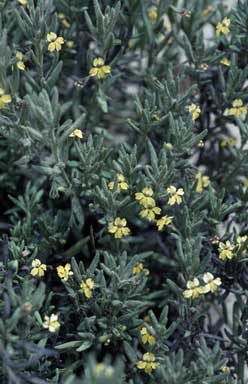 APII jpeg image of Goodenia heterophylla subsp. montana  © contact APII