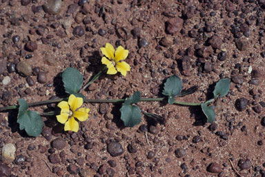 APII jpeg image of Goodenia lanata  © contact APII