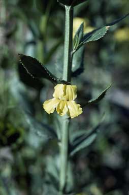 APII jpeg image of Goodenia ovata  © contact APII