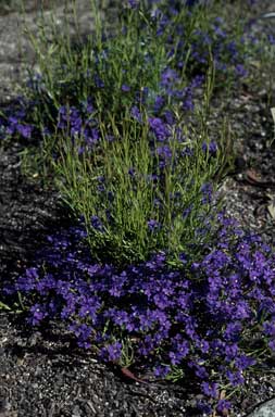 APII jpeg image of Dampiera linearis 'Violet Princess'  © contact APII