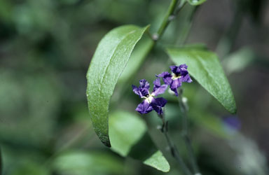 APII jpeg image of Dampiera purpurea  © contact APII