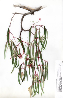 APII jpeg image of Muelleriana eucalyptoides  © contact APII