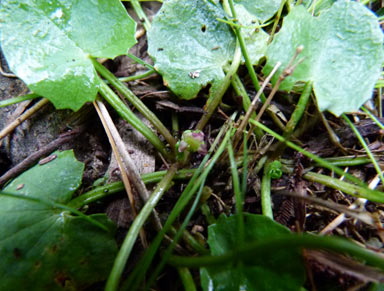 APII jpeg image of Centella asiatica  © contact APII