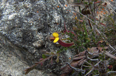 APII jpeg image of Bossiaea buxifolia  © contact APII