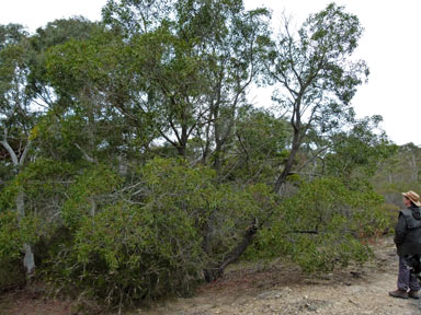 APII jpeg image of Acacia melanoxylon  © contact APII