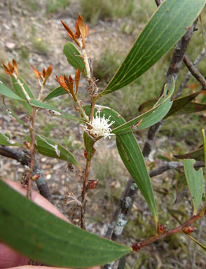 APII jpeg image of Hakea dactyloides  © contact APII