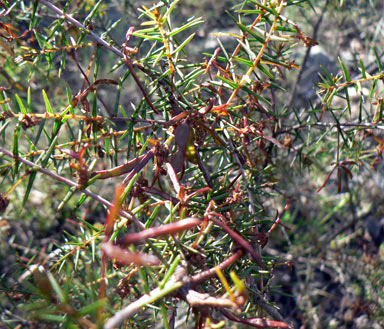 APII jpeg image of Acacia ulicifolia  © contact APII