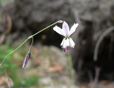 APII jpeg image of Arthropodium milleflorum  © contact APII