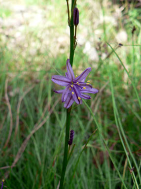 APII jpeg image of Caesia parviflora var. vittata  © contact APII