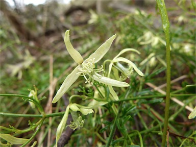 APII jpeg image of Clematis leptophylla  © contact APII