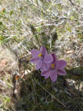 APII jpeg image of Thelymitra rubra  © contact APII