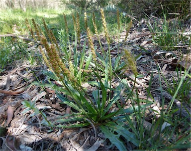 APII jpeg image of Plantago coronopus  © contact APII