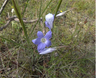 APII jpeg image of Wahlenbergia stricta subsp. stricta  © contact APII