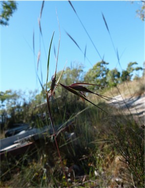 APII jpeg image of Themeda australis  © contact APII