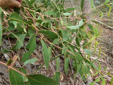 APII jpeg image of Eucalyptus smithii  © contact APII