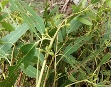 APII jpeg image of Eucalyptus smithii  © contact APII