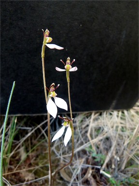 APII jpeg image of Eriochilus cucullatus  © contact APII