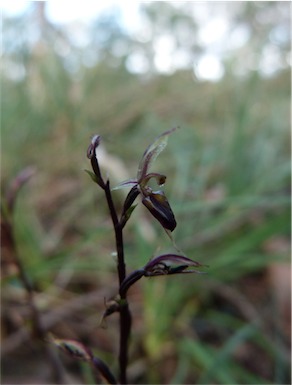 APII jpeg image of Acianthus exsertus  © contact APII