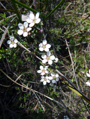 APII jpeg image of Leptospermum multicaule  © contact APII