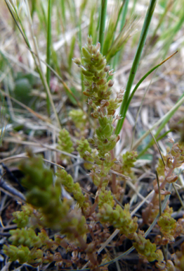 APII jpeg image of Crassula sieberiana  © contact APII