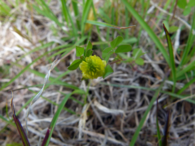 APII jpeg image of Medicago lupulina  © contact APII