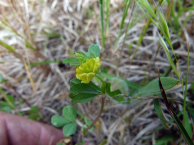 APII jpeg image of Medicago lupulina  © contact APII