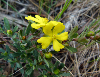 APII jpeg image of Hibbertia obtusifolia  © contact APII