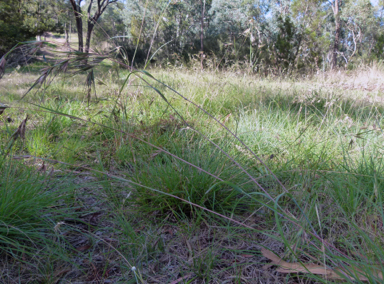 APII jpeg image of Themeda triandra  © contact APII