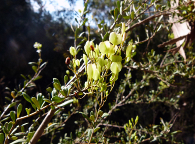 APII jpeg image of Bursaria spinosa subsp. lasiophylla  © contact APII
