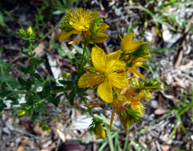 APII jpeg image of Hypericum perforatum subsp. veronense  © contact APII