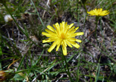 APII jpeg image of Hypochaeris radicata  © contact APII