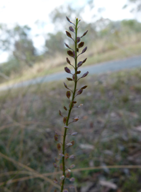 APII jpeg image of Lepidium africanum  © contact APII