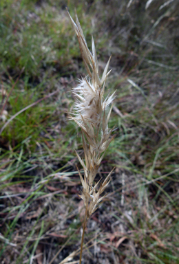 APII jpeg image of Rytidosperma fulvum  © contact APII