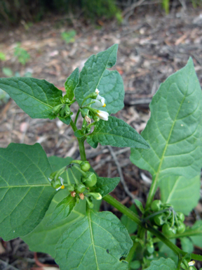 APII jpeg image of Solanum nigrum  © contact APII