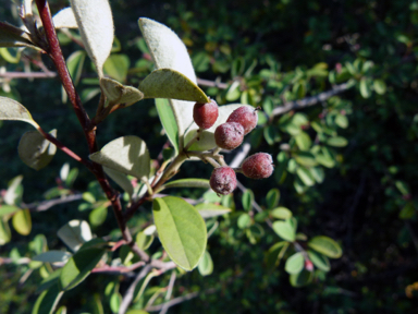 APII jpeg image of Cotoneaster pannosus  © contact APII