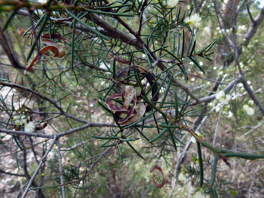 APII jpeg image of Acacia genistifolia  © contact APII